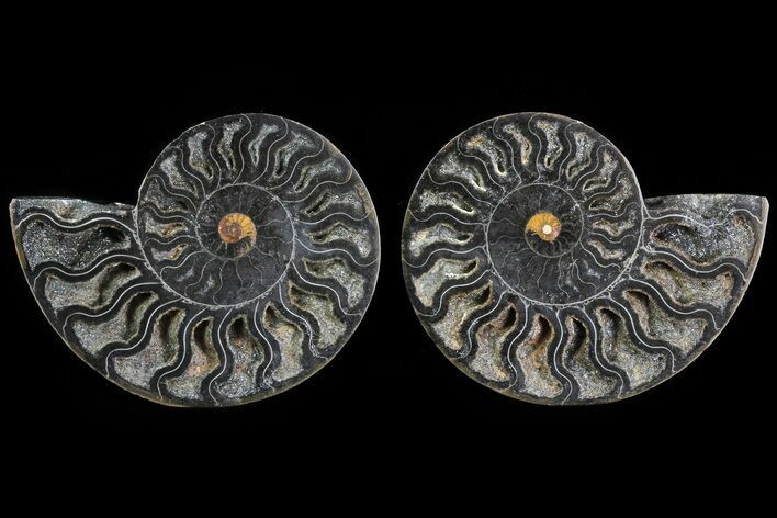 Cut/Polished Black Ammonite Pair - Unusual Coloration #82605